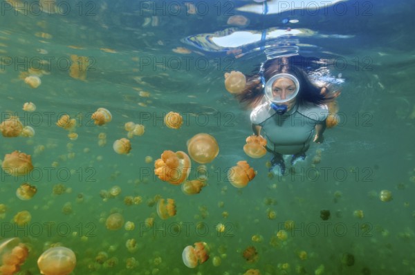 Underwater photo of snorkeller seen from close up swimming between many lagoon jellyfish (Mastigias