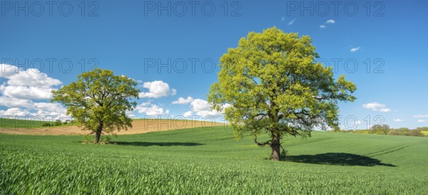 Green grain field with large solitary oaks under a blue sky in spring, Burgenlandkreis,