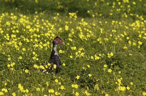 Muscovy duck (Cairina moschata) in meadow, Bermuda buttercup (Oxalis pes-caprae), also known as low