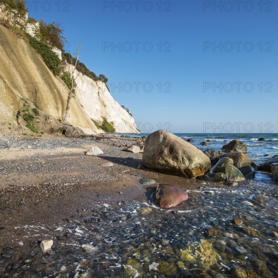 Beach with boulders and uprooted trees at the chalk cliffs of Møns Klint on the Baltic Sea, Møn