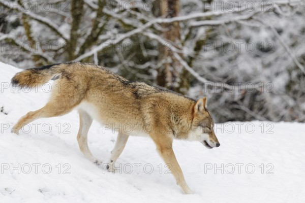 A young grey wolf (Canis lupus lupus) runs across the sloping, snow-covered meadow at the edge of a