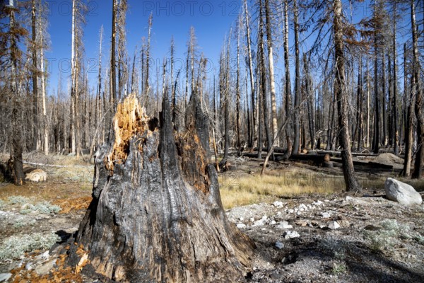 Mineral, California - Burned trees in Lassen Volcanic National Park. The 2021 Dixie Fire burned