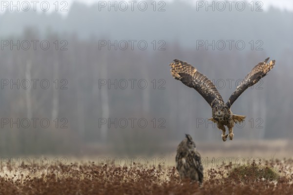 One female Eurasian Eagle Owl, Bubo bubo, sitting on a meadow and a male Eagle Owl flying over it.