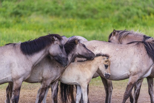 A herd of tarpans (Equus ferus) stands in a clearing in the Masuria tarpan horse reserve, belonging