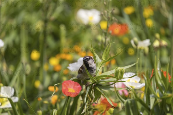 One male house sparrow (Passer domesticus) collecting insects in a flowering field of poppy