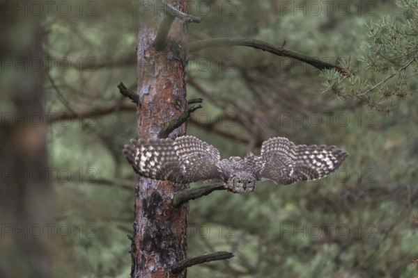 One spotted eagle-owl (Bubo africanus) flying thru a forest. Trees and leaves in the background