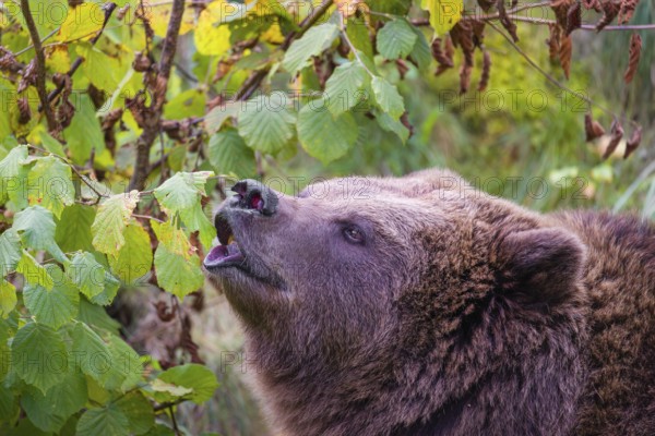 An adult female brown bear (Ursus arctos arctos) eating leaves from a birch tree