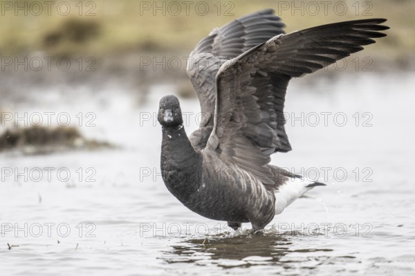 Brent goose (Branta bernicla), Amrum, Schleswig-Holstein, Germany, Europe