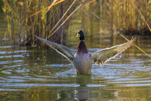 A male mallard or wild duck (Anas platyrhynchos) bathes in a pond, flapping its wings
