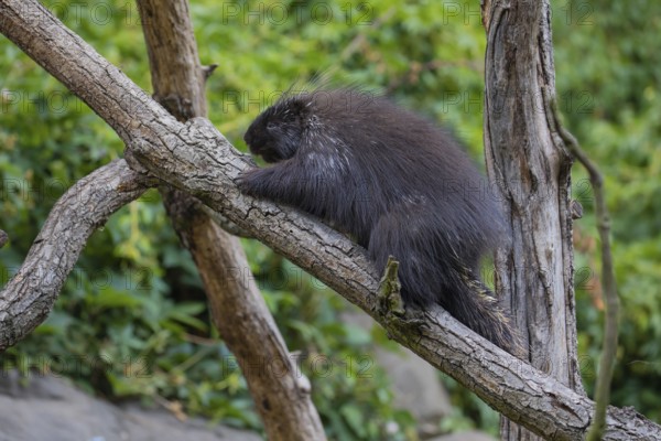 One North American porcupine (Erethizon dorsatum), or Canadian porcupine resting on a branch. A