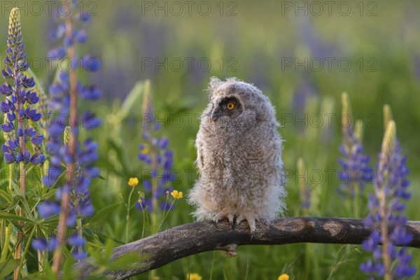 One young long-eared owl (Asio otus), sitting on a branch that is lying in a field of flowering