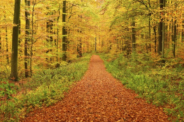 Forest path through beech forest in full autumn colour, Steigerwald, Franconia, Bavaria, Germany,