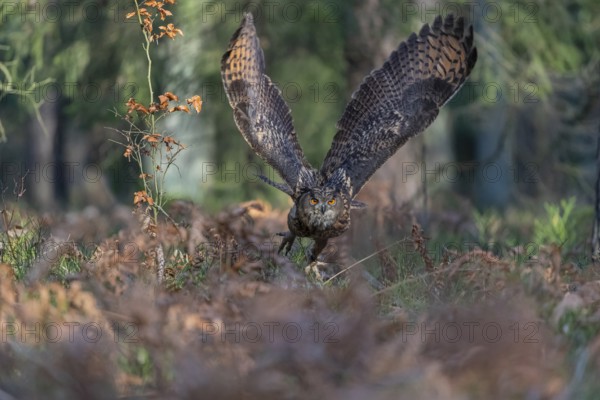 One Eurasian Eagle Owl, Bubo bubo, flying thru a forest with ferns on the ground