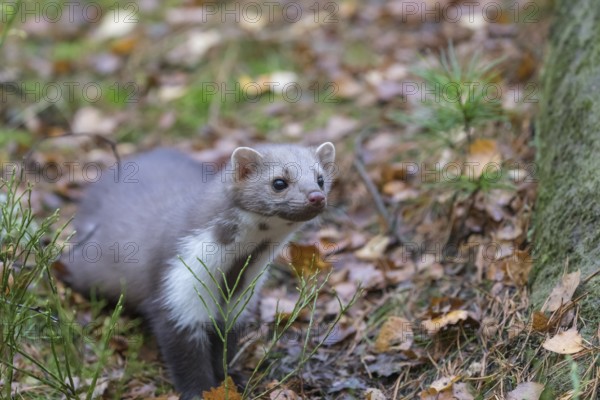 One beech marten (Martes foina) running thru a forest of pines. Trees and undergrowth around
