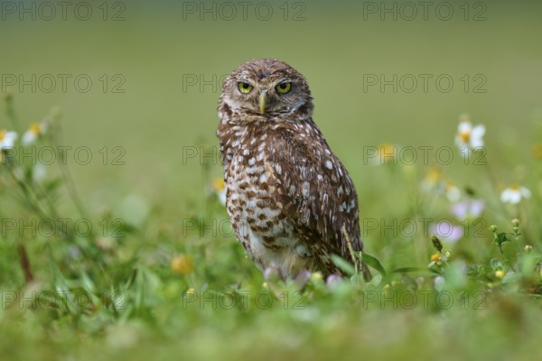 Burrowing owl (Speotyto cunicularia), sitting in a meadow and observing the surroundings, Pembroke