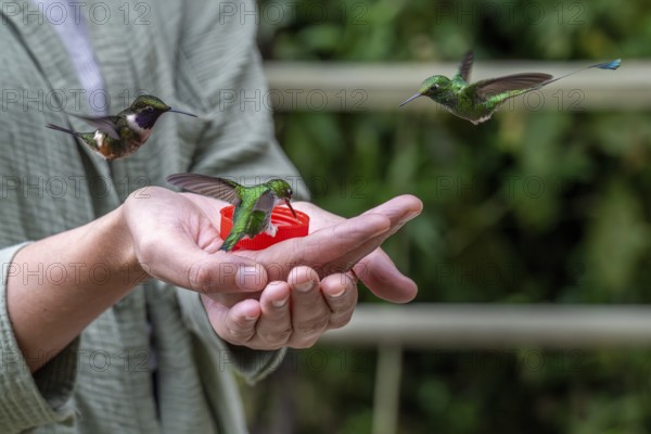 Young woman feeding hummingbirds, Mindo Forest Reserve, Mindo, Ecuador, Mindo Forest Reserve,