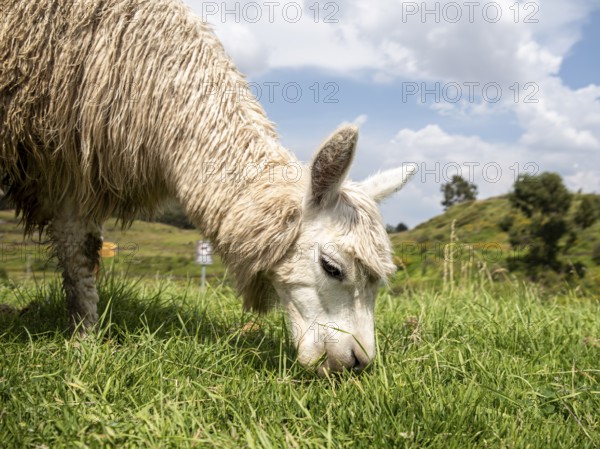 Llama (Lama glama), Sacsayhuaman, Cusco, Peru, South America