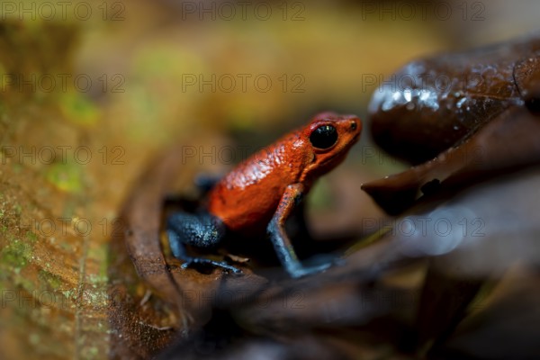 Strawberry frog (Oophaga pumilio) sitting on a dry leaf, Heredia province, Costa Rica, Central