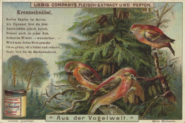 Picture series From the world of birds, crossbill, Liebig picture, digitally restored reproduction