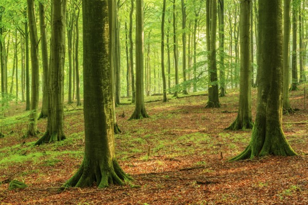 Near-natural old beech forest (Fagus sp.), Stubnitz forest area, Jasmund National Park, Rügen