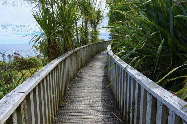 A wooden walkway leads through dense vegetation with a view of the sea, Cathedral Cove, Hahei,