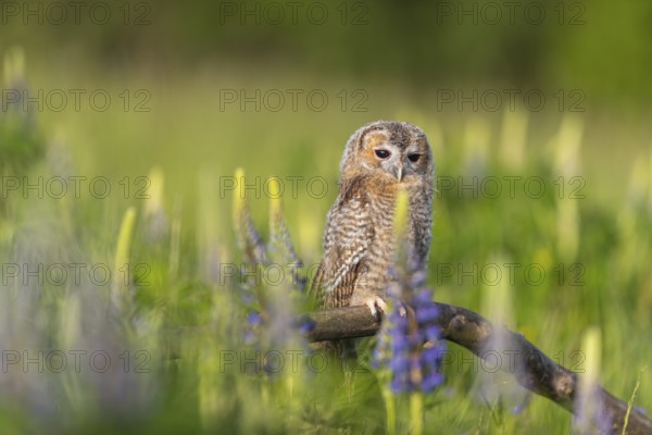 One young Ural owl (Strix uralensis) sitting on a branch lying in a field of flowering lupines in