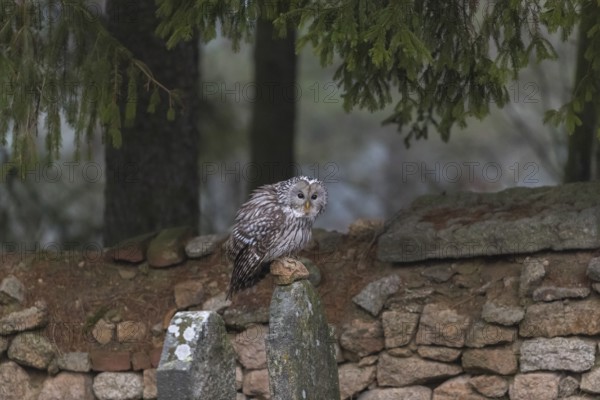One Ural owl (Strix uralensis) sitting on a old jewish gravestone with a natural stone masonry and