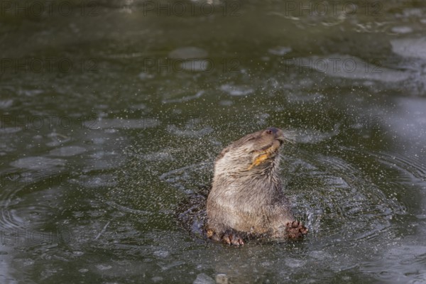 One Eurasian otter (Lutra lutra), emerging between the ice in a frozen river