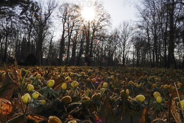 Winter aconites in a meadow, winter, Germany, Europe