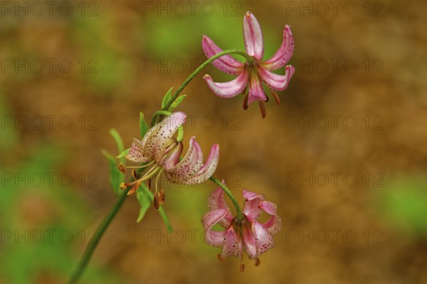 Turk's cap (Lilium martagon), with three distinctive flowers, Upper Bavaria, Bavaria, Germany,