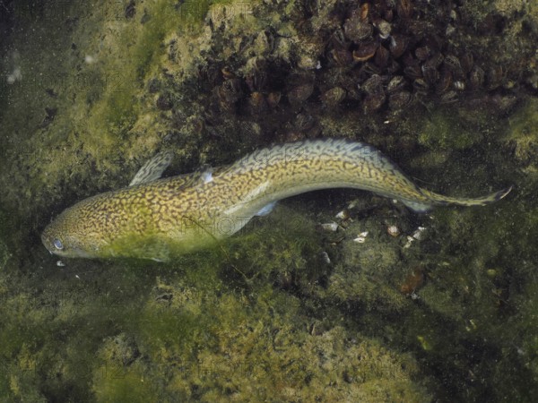 Burbot (Lota lota) lies flat on sandy, green ground, dive site Zollbrücke, Rheinau, Canton Zurich,