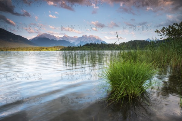 Evening mood at Barmsee with reeds, view of the Karwendel mountains, Krün, Bavaria, Germany, Europe