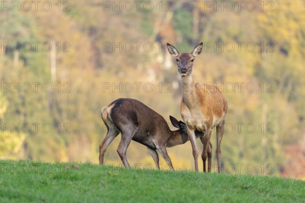 An adult red deer hind (Cervus elaphus) nurses her calf in a meadow in the beautiful morning light.