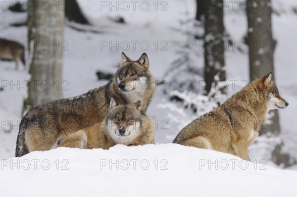 Three resting wolves can be seen in the snow in a snowy forest, Eurasian wolf (Canis lupus lupus),