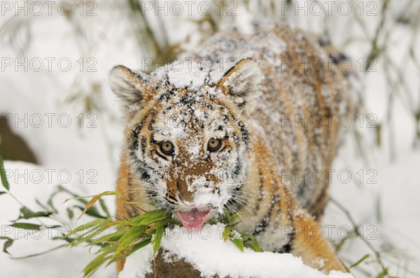 A tiger cub with snow spots on it chews on bamboo in the snow, Siberian tiger (Panthera tigris