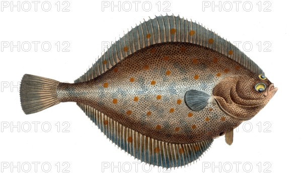 Fish, Fish, Genus of right-eye flounders, Pleuronectes platessa, Historical, digitally restored