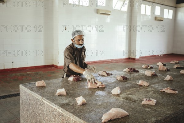 Cutting up a slaughtered dromedary (camelus dromedarius), camel slaughter, Salalah slaughterhouse,