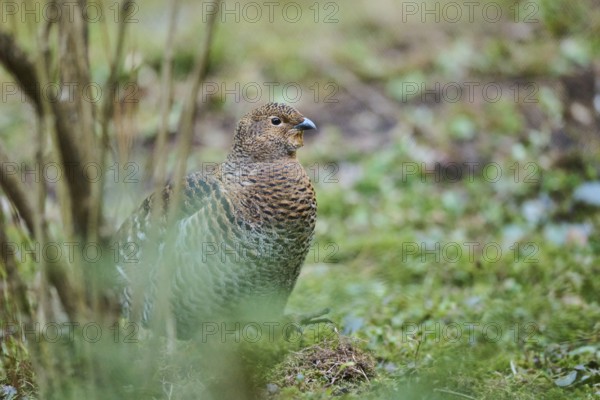 Eurasian black grouse (Lyrurus tetrix) female (hen) standing on the ground at the edge of a foest,