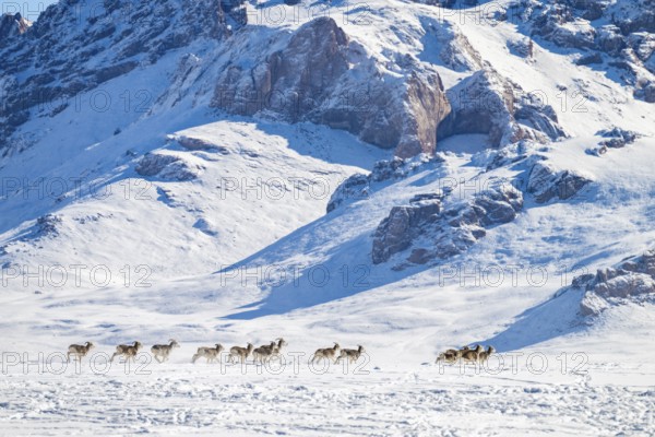 Marco Polo sheep (Ovis ammon polii) in snowy habitat, Pamir-Argali, Pamir wild sheep, Pamir