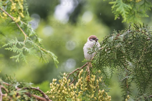 House sparrow (Passer domesticus), house sparrow, sparrow, male sitting on a green branch in light