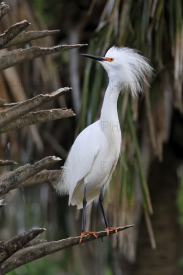 Great Egret (Egretta thula), adult, in breeding plumage, during breeding season, perch, St.