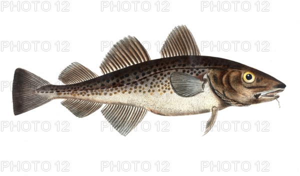 Fish, Fish, Family of cod, Gadus callarias, The cod, Historical, digitally restored reproduction