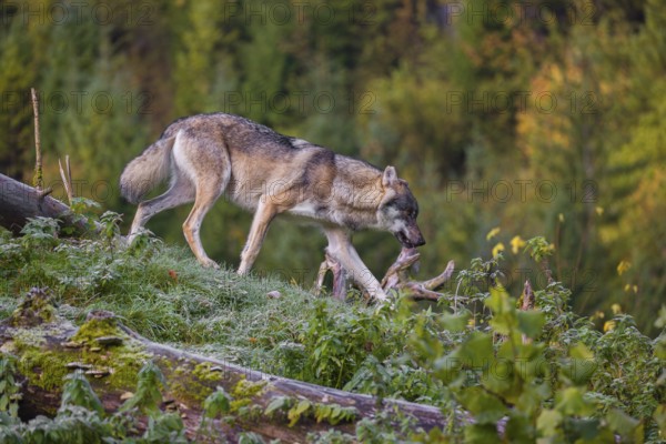A Eurasian gray wolf (Canis lupus lupus) runs down a hill on a lying tree trunk. Early morning