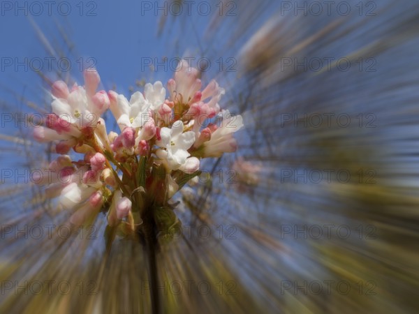 Fragrant snowball, snowball (Viburnum farreri), zoom effect