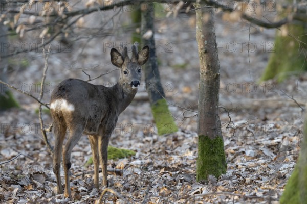 Roebuck (yearling) in the Bast, Wittlich, Rhineland-Palatinate, Germany, Europe