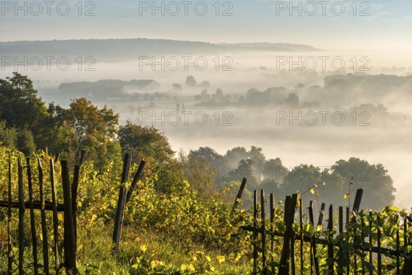 Vineyard with wooden fence in the morning light, view over landscape with morning mist in the Saale