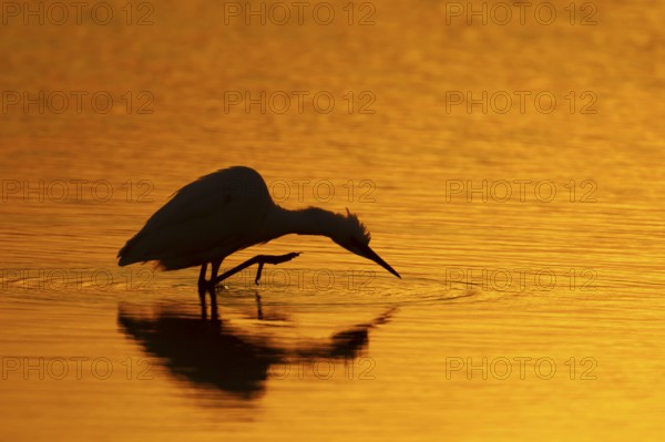 Little egret (Egretta garzetta) silhouette of an adult bird preening in water of a shallow lagoon
