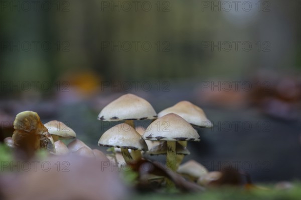 Sulphur tuft (Hypholoma fasciculare), Emsland, Lower Saxony, Germany, Europe
