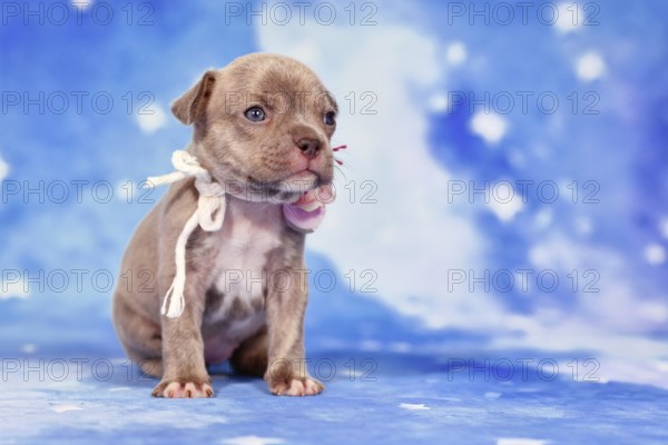 Young purebred young Lilac Brindle French Bulldog puppy with healthy long nose and flower collar