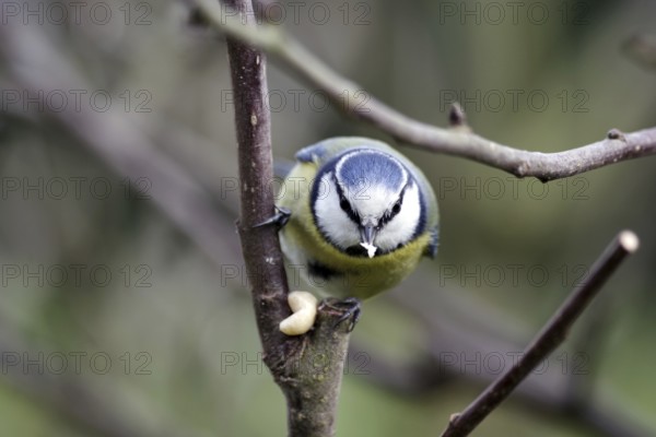 Blue tit (Cyanistes caeruleus), songbird, peanut kernel, tree, winter, close-up, A blue tit pecking